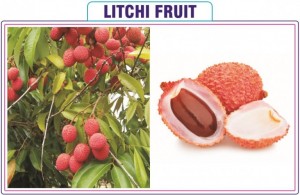 Litchi Fruit